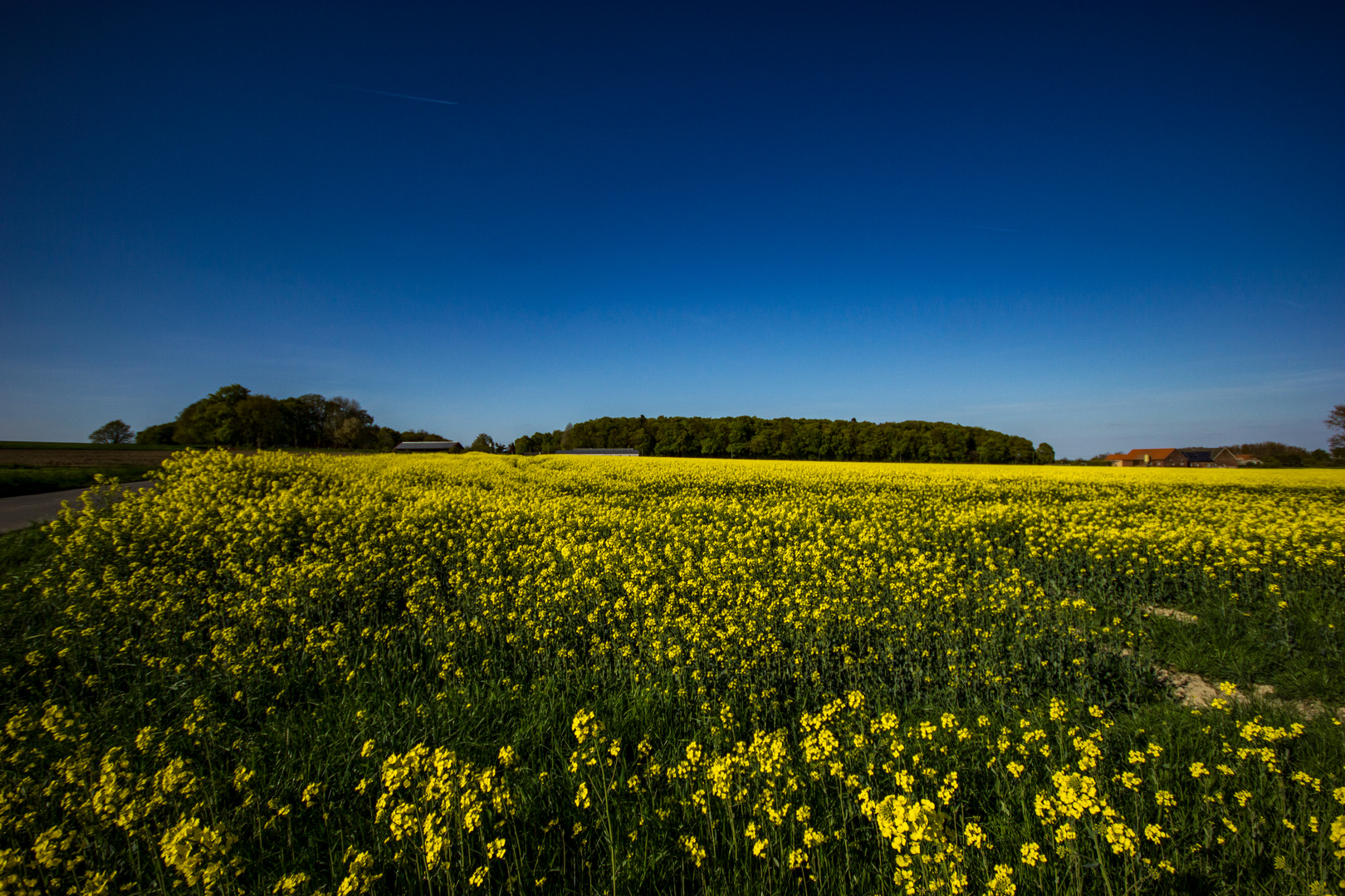 Rapeseed Field