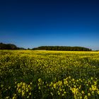 Rapeseed Field