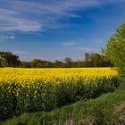 Rapeseed Field