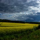 Rapeseed Field