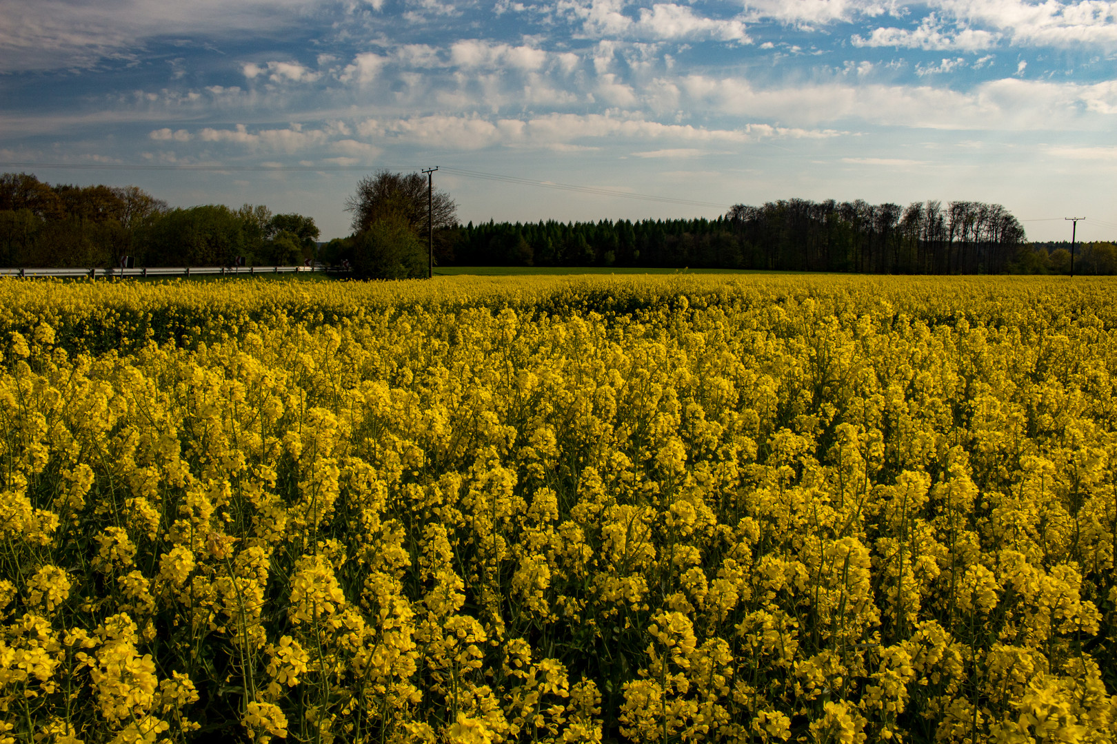 Rapeseed Field