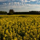 Rapeseed Field