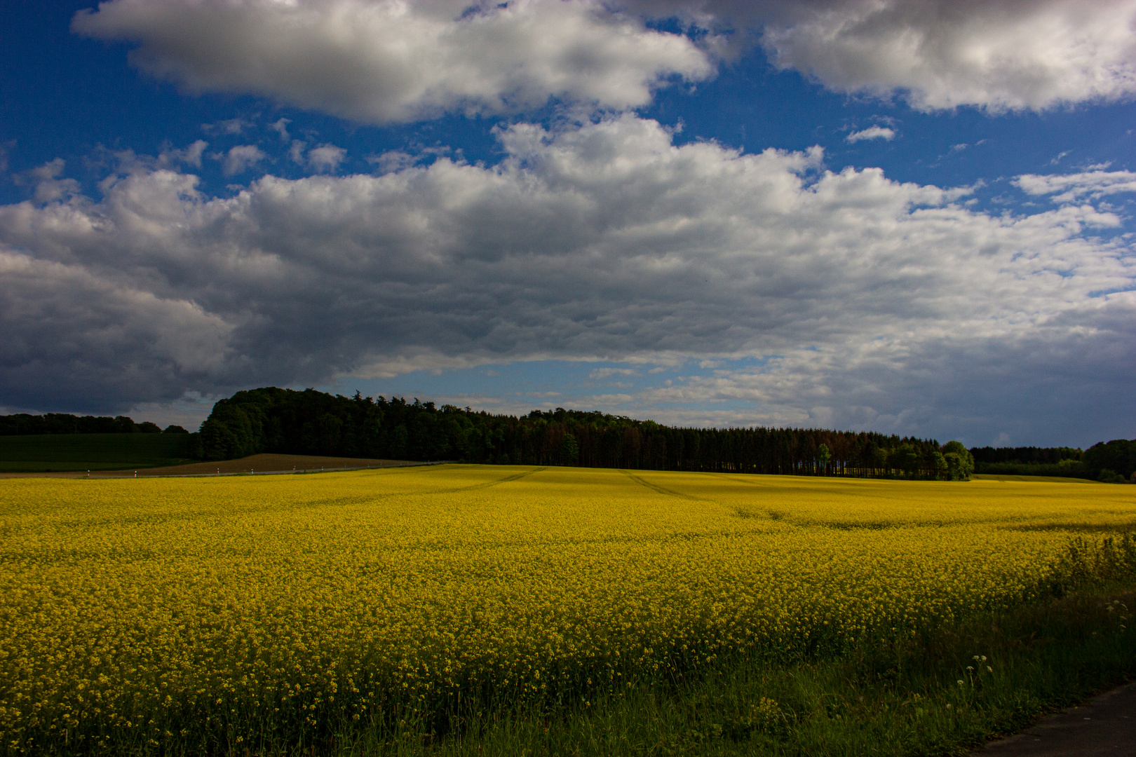 Rapeseed Field II