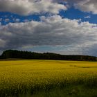 Rapeseed Field II