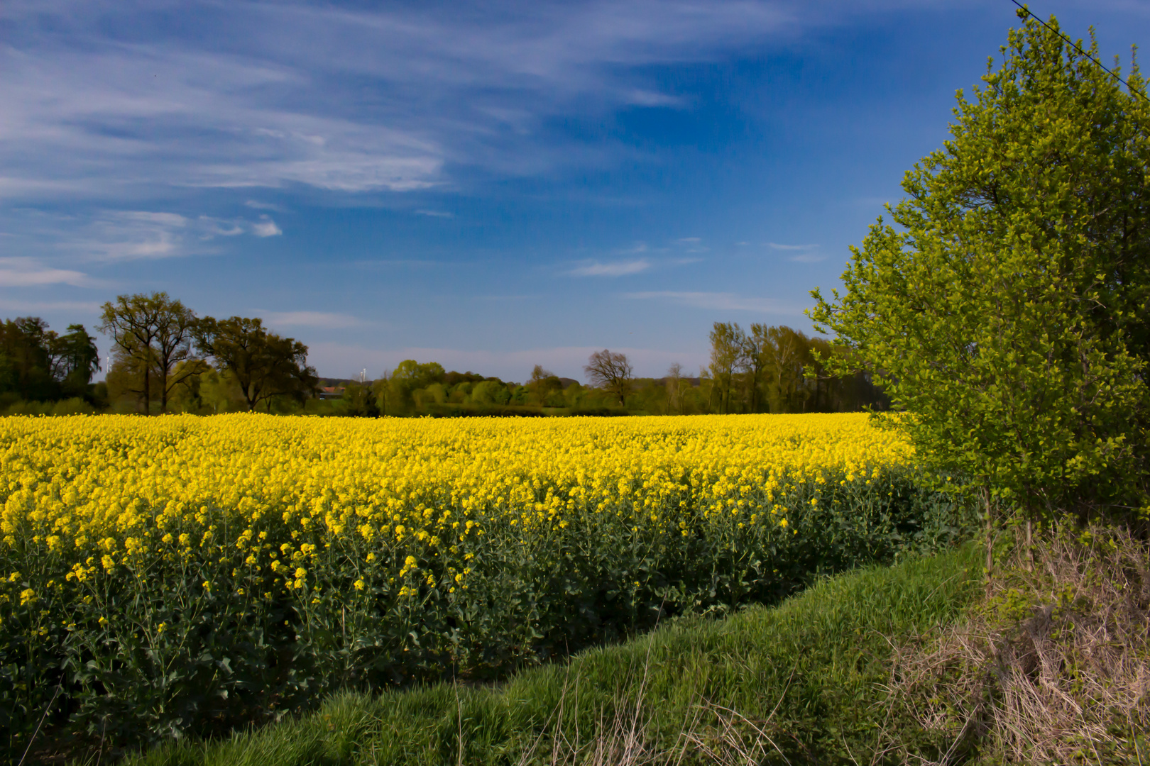 Rapeseed Field II