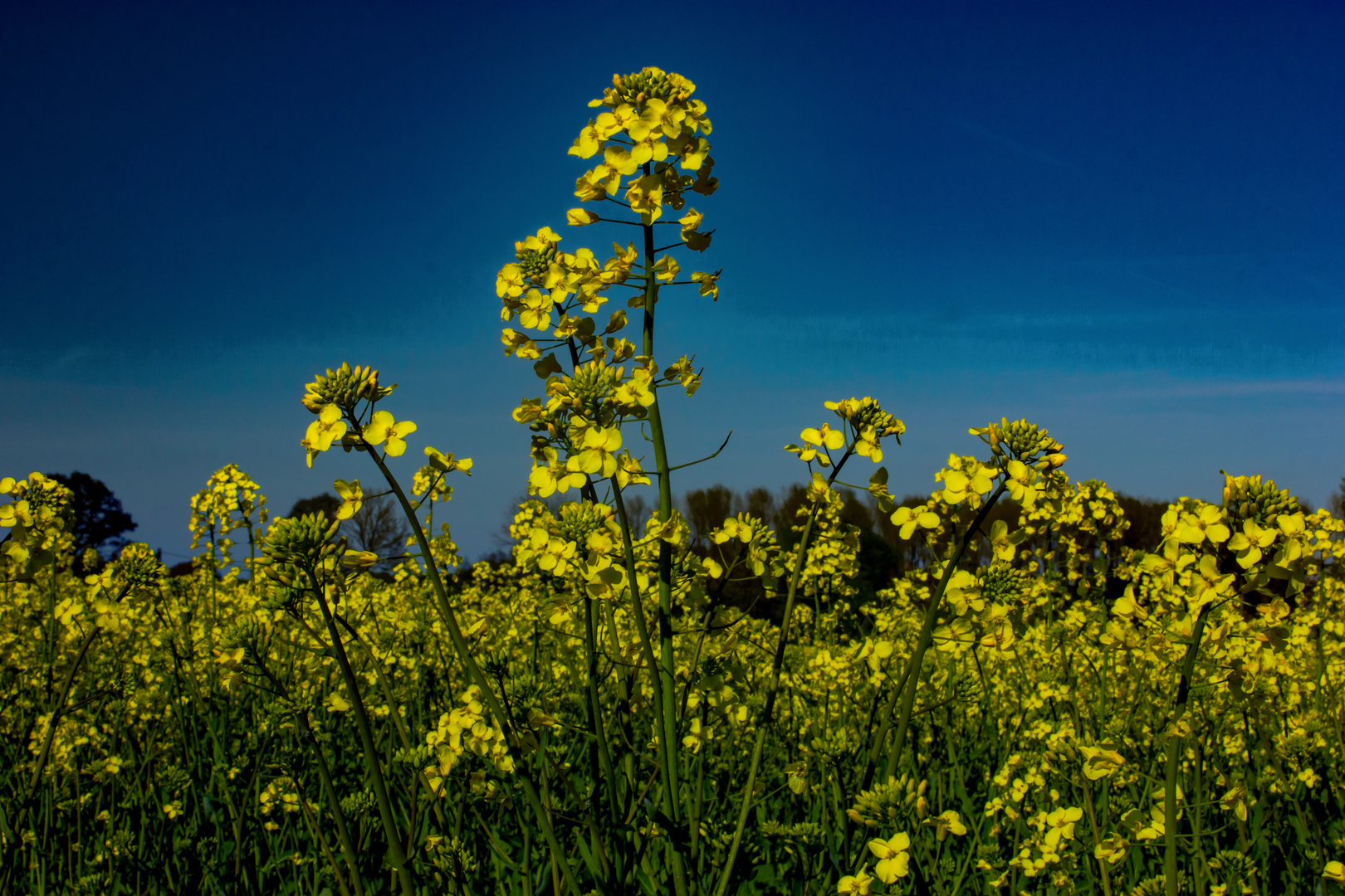 Rapeseed Field II