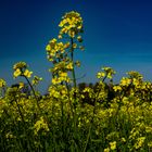 Rapeseed Field II