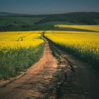 Rapeseed fields in the Moravia Region