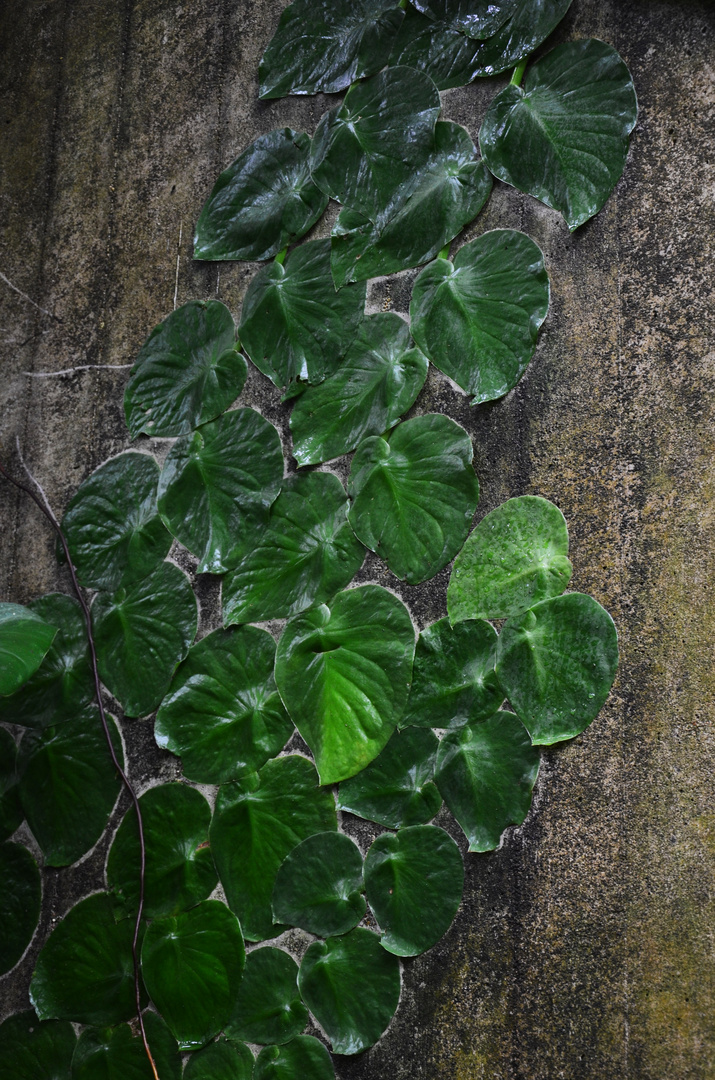 Raphidophora spec., Costa Rica, Aronstabgewächs