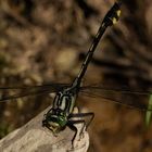 Rapids Clubtail