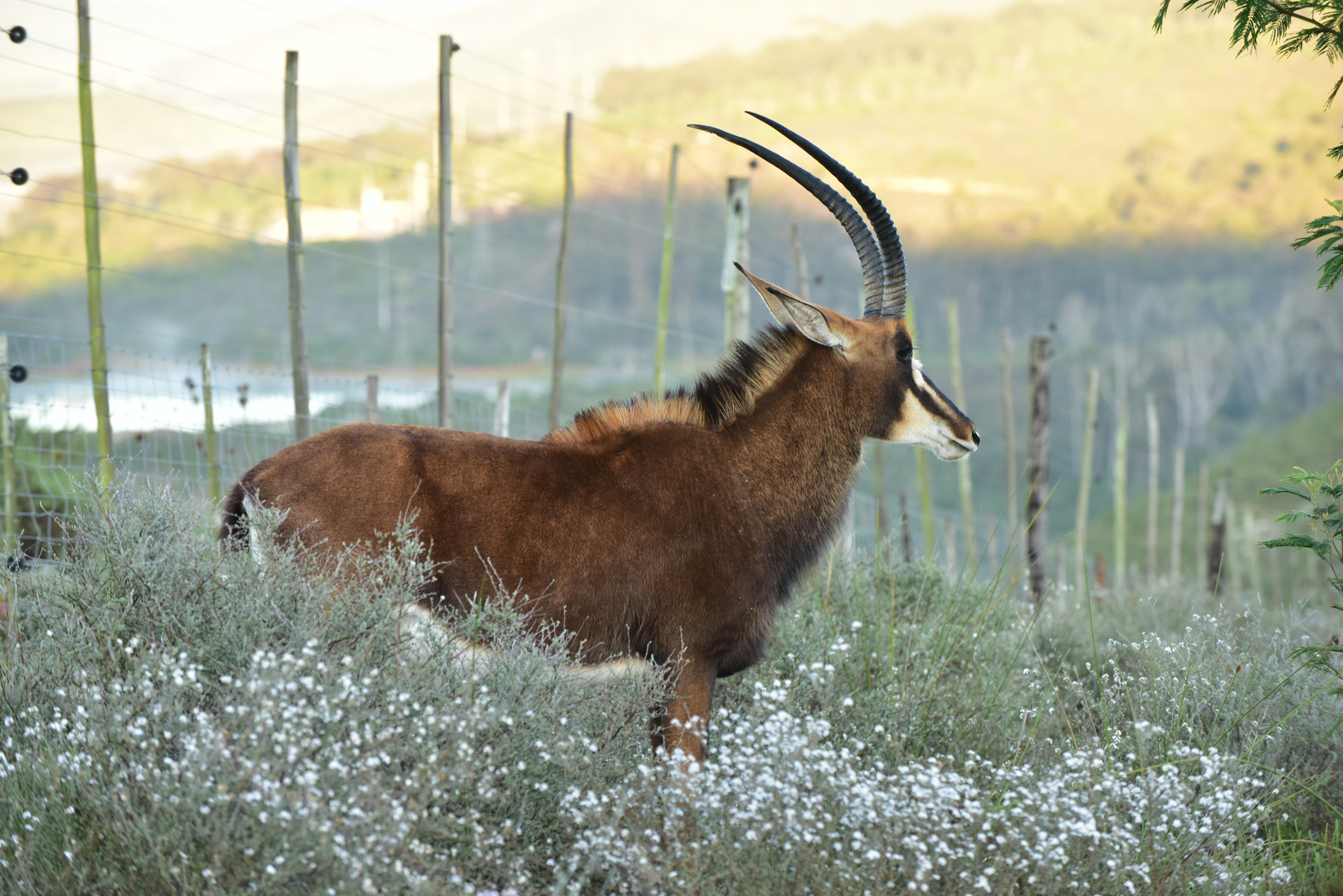 Rappantilope ; Hallo aus Südafrika...........DSC_3943