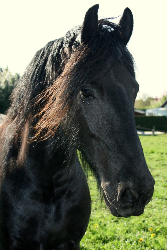 Rappe Foto Bild Tiere Haustiere Pferde Esel Maultiere