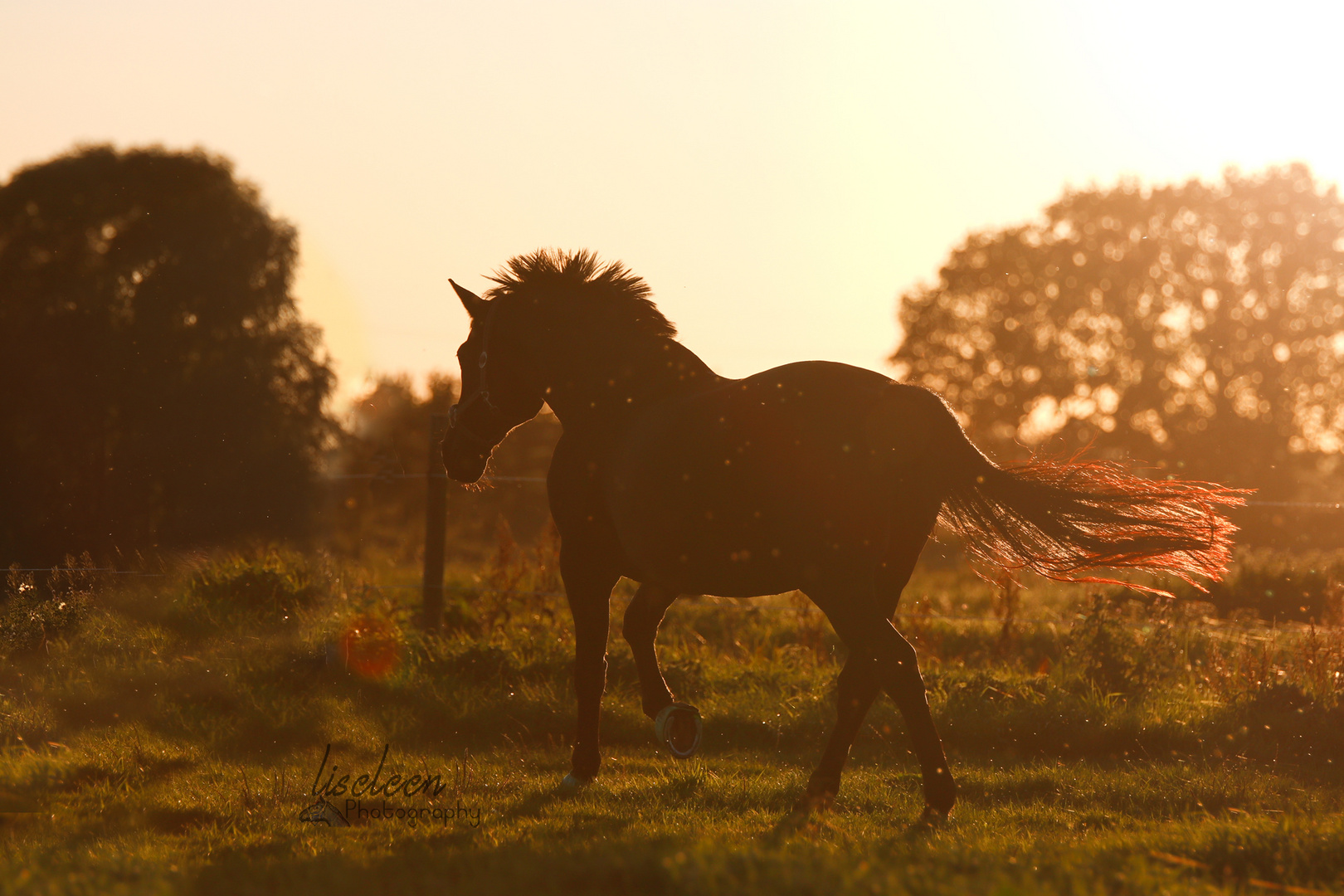 Rappe im Sonnenuntergang 