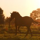 Rappe im Sonnenuntergang 