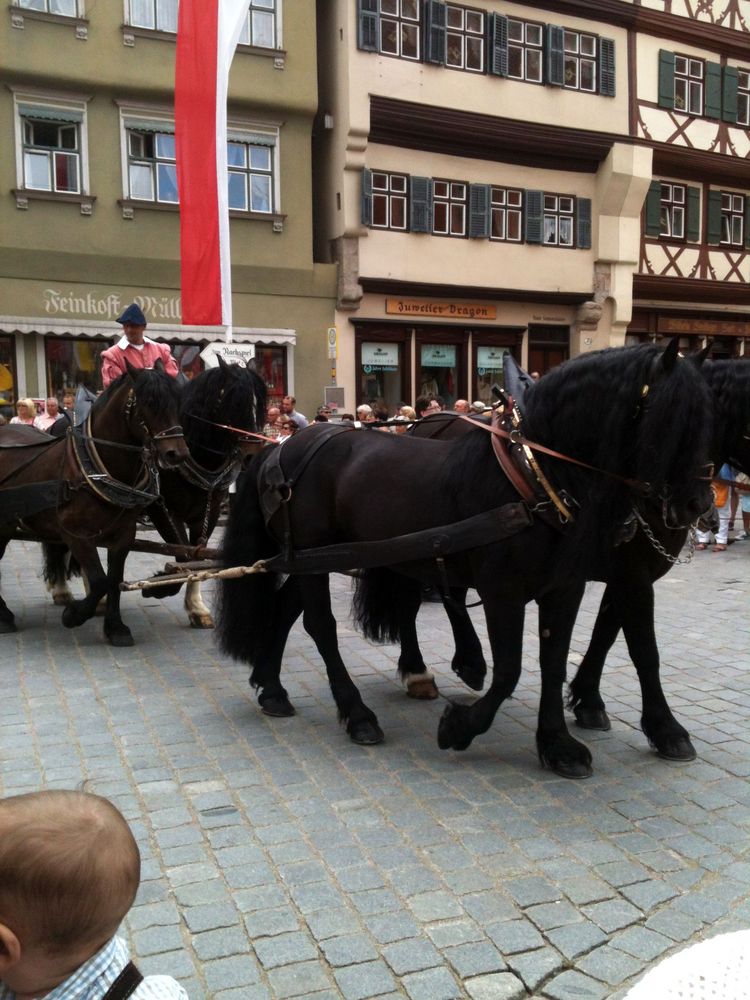 Rappen als Vierergespann Kinderzeche Dinkelsbühl 2015