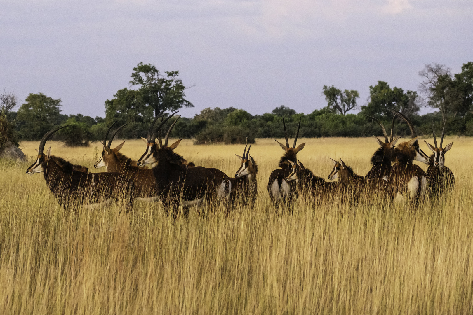 Rappenantilope