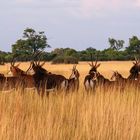 Rappenantilope