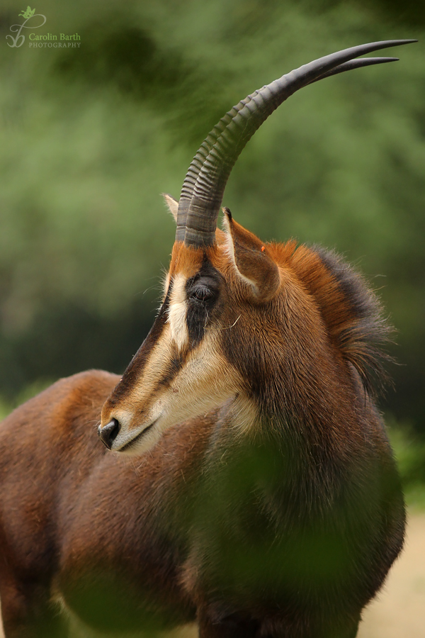 Rappenantilope