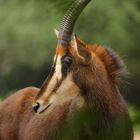 Rappenantilope