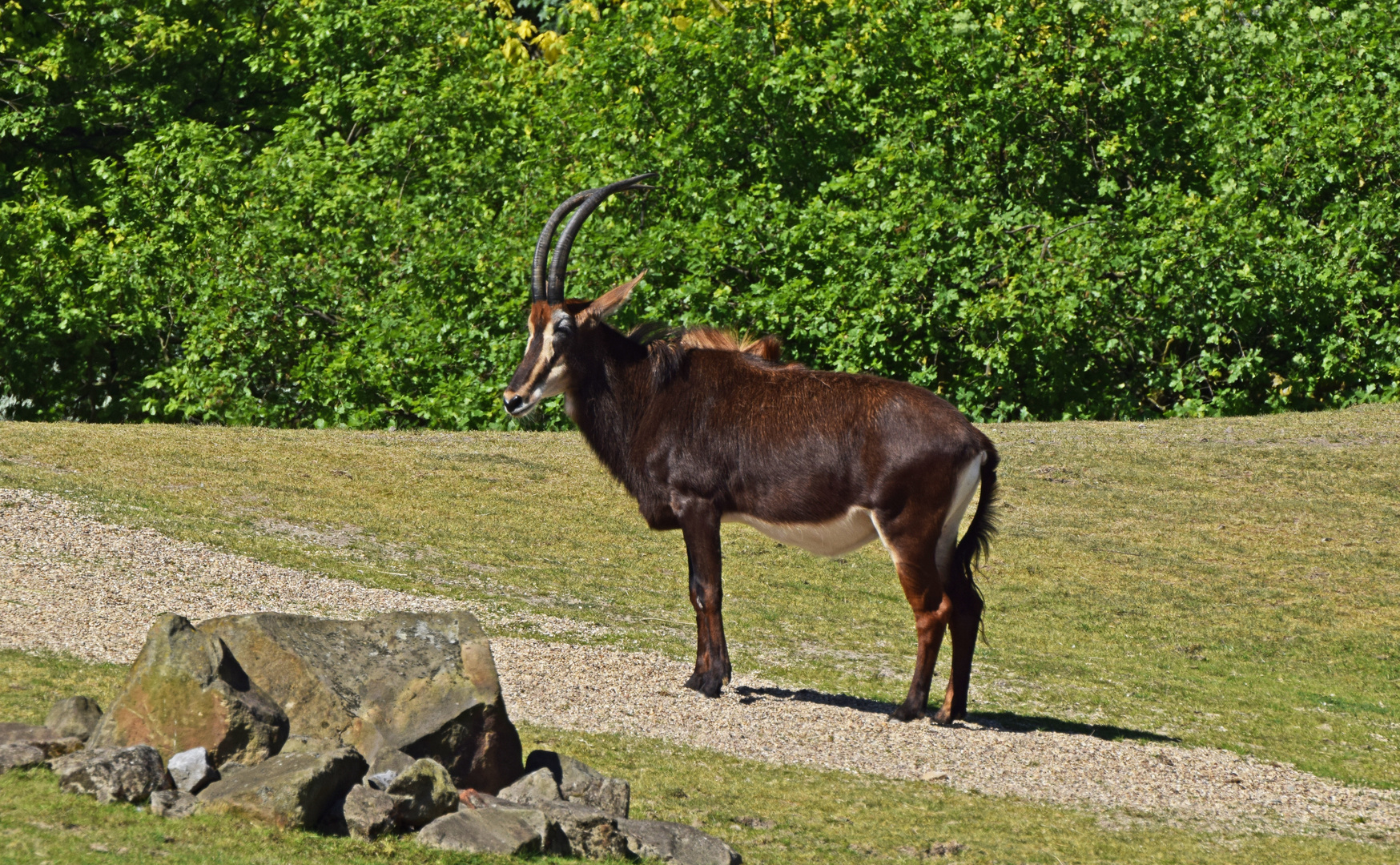 Rappenantilope  