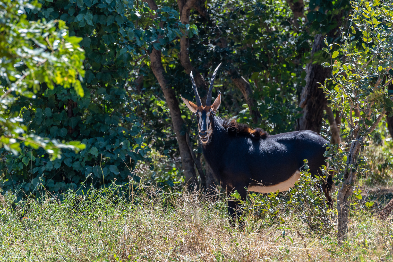 Rappenantilope