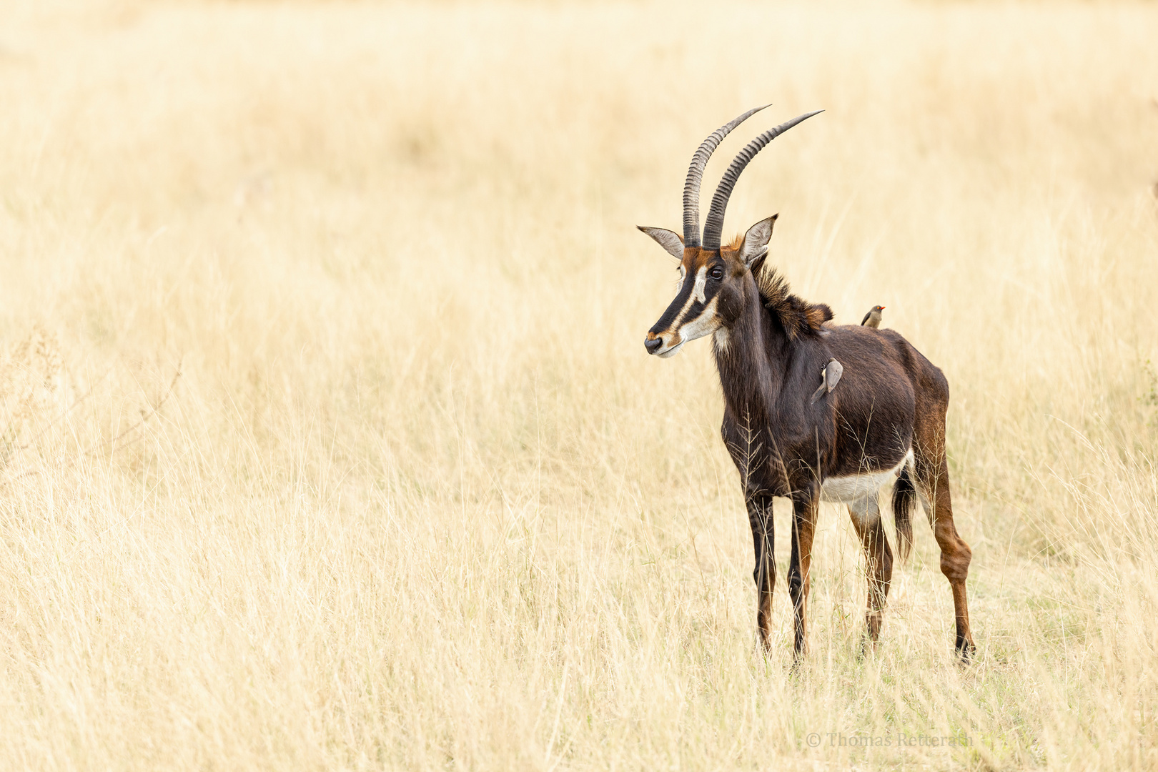 Rappenantilope