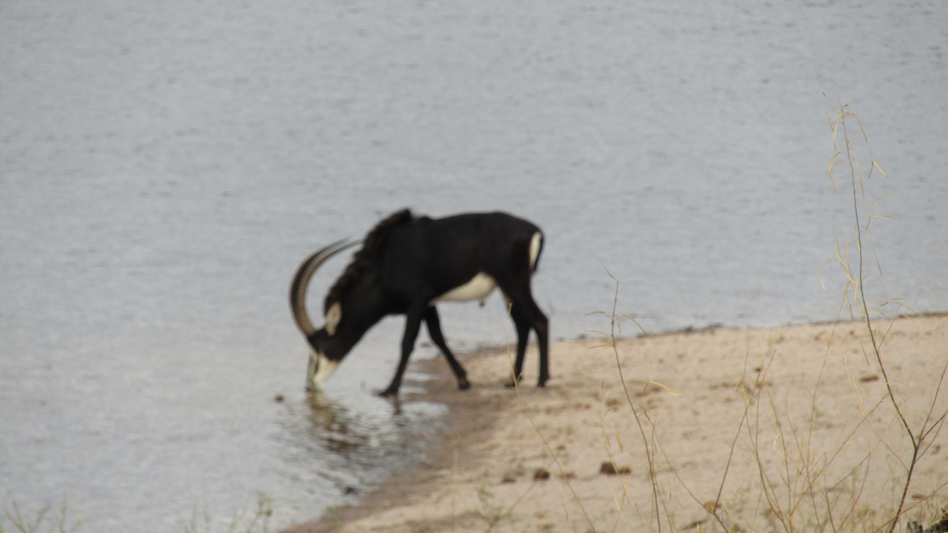 Rappenantilope im Caprivi