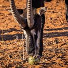 Rappenantilope kostet Tsamma-Melone