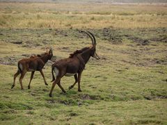 Rappenantilopen am Chobe