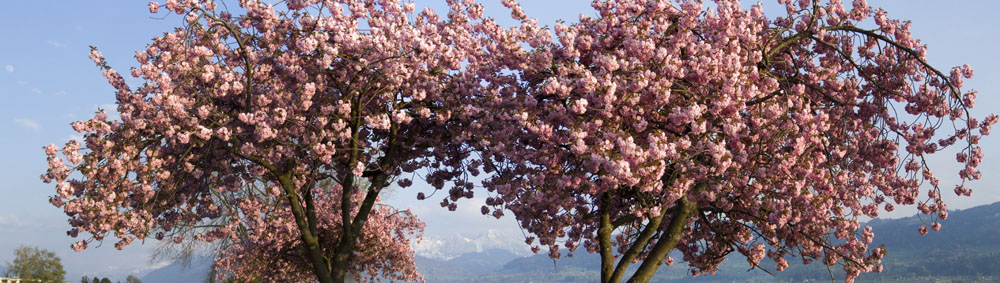 Rapperswil am See