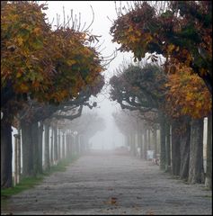 Rapperswil im Nebel