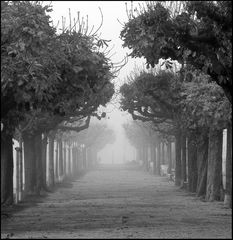 Rapperswil im Nebel