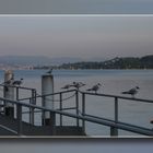 "Rapperswil"  Wann wird es endlich wieder Sommer?