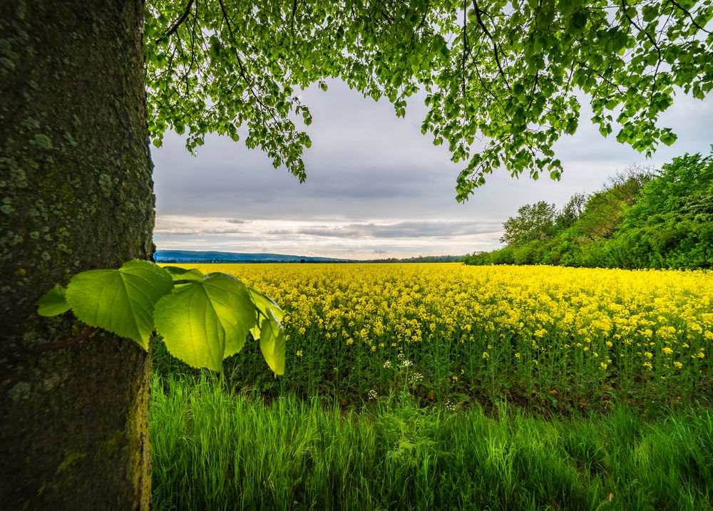 Rappsfel kurz vor Sonnenuntergang Barsinghausen am Deister