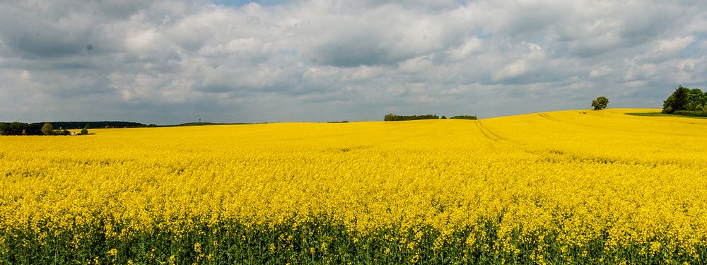 Rappsfeld von ComPapst 