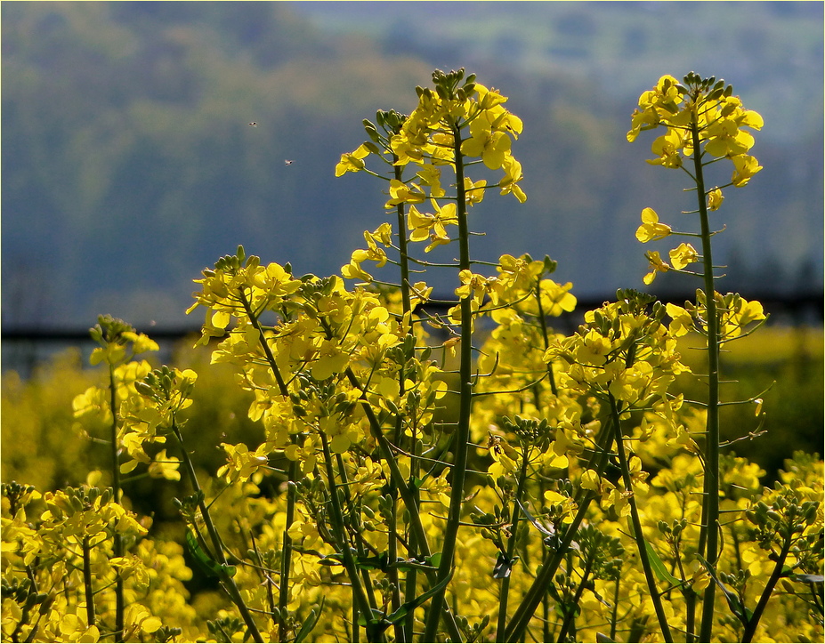 Raps Foto & Bild | landschaft, Äcker, felder & wiesen, raps Bilder auf fotocommunity