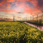 Raps, Abendhimmel und Windräder