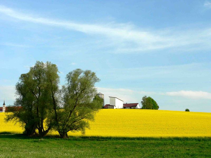 Raps am Berg