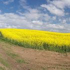 Raps am Braunsberg