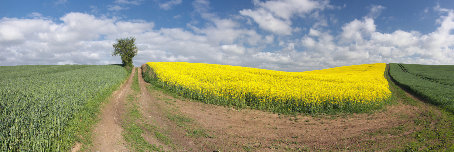 Raps am Braunsberg