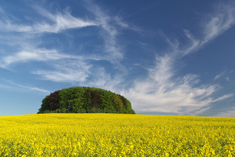 Raps am Buchenkopf