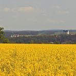 Raps am Hohburkersdorfer Rundblick ??