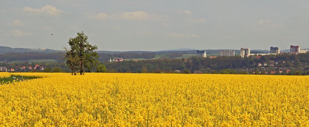 Raps am Hohburkersdorfer Rundblick ??