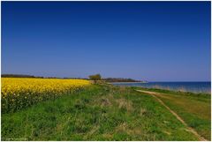 - Raps am Meer -