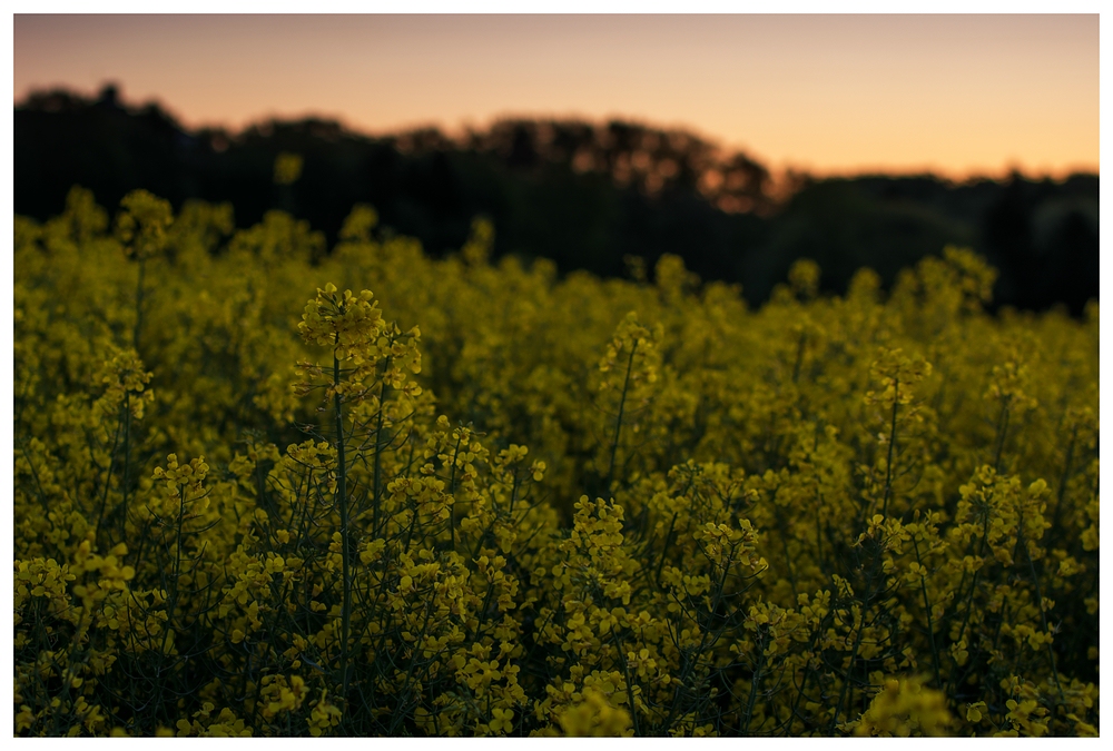 Raps am Morgen