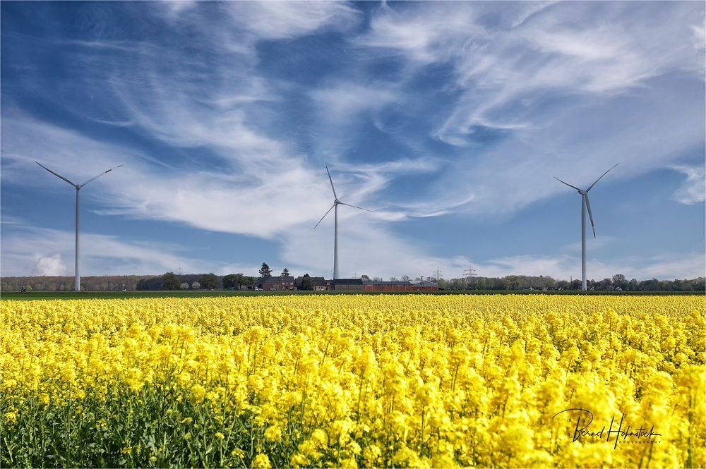 Raps .... am Niederrhein .....