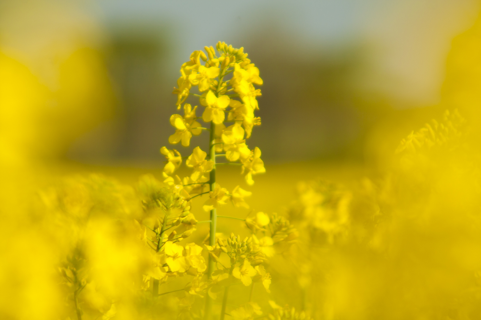 Raps am Niederrhein