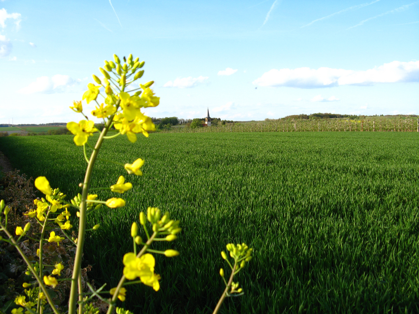 Raps am Ortsrand