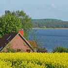 Raps am Ratzeburger See