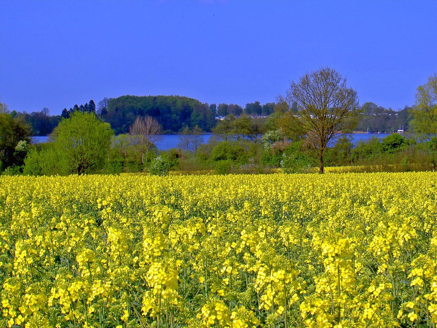 Raps am Segeberger See